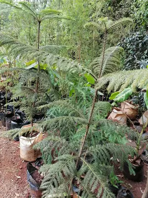 Aurocharia Trees