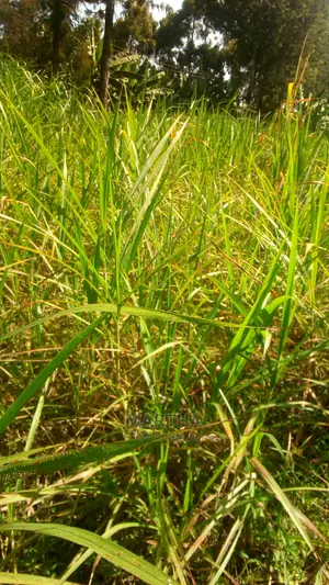 Thara,Napier Grass