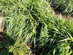 Brachiaria Seedlings (Mulato Ii) - Bracharia