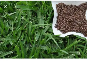 Kikuyu Grass Seeds 500grams Packet