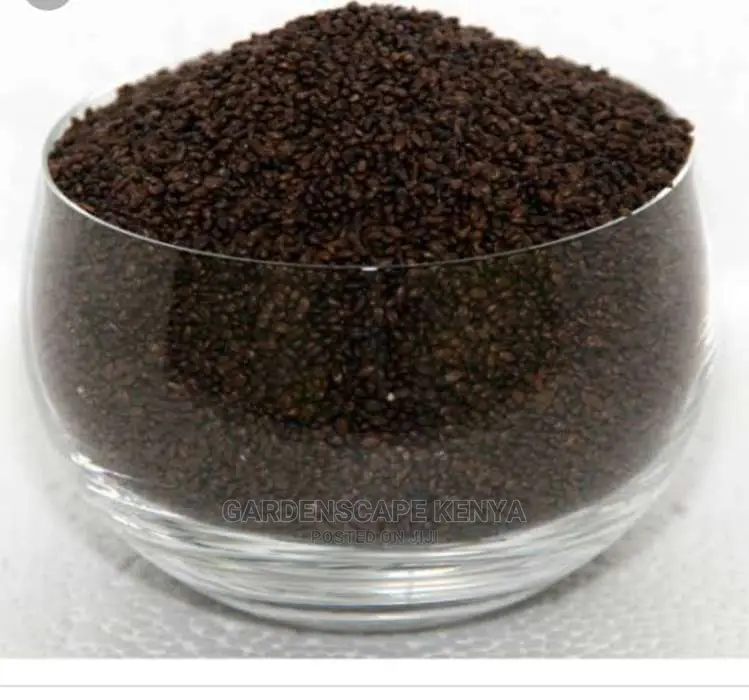 Kikuyu Grass Seeds 500grams Packet