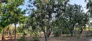 Half Acre on Sale Mtwapa