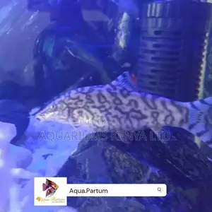 Yoyo Loach, Aquarium Fish