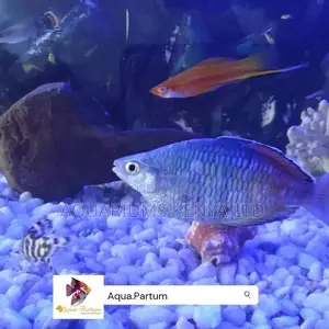 Australian Rainbow, Aquarium Fish