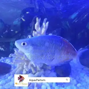 Murray River Rainbow, Aquarium Fish