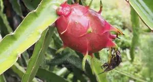 Dragon Fruit Suckers / Seedlings.