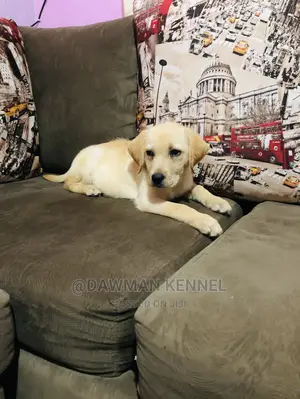 1-3 Month Male Purebred Labrador Retriever
