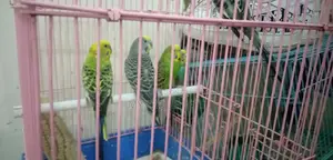 Budgies Birds