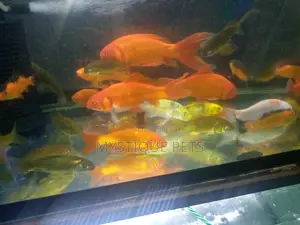 Aquarium Gold Fish