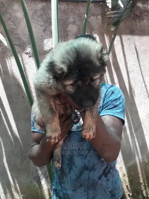 1-3 Month Male Purebred Caucasian Shepherd