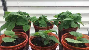 KIWI Fruit Seedlings