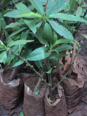 Peaches Seedling