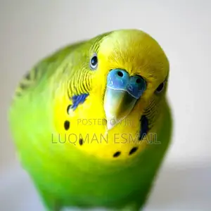 Lovely Budgies