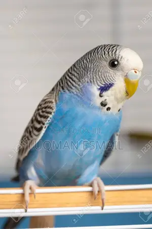 Lovely Budgies