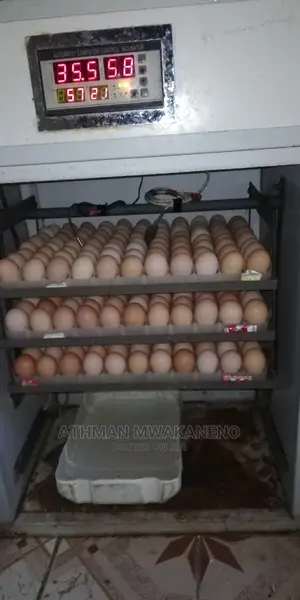 Chicks Hatching Service