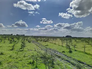 Tuala Rongai