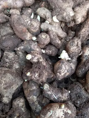 Ginger Rhizome Per Kg