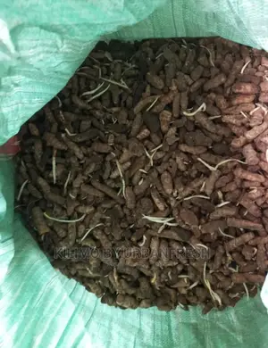 Tumeric Rhizome Seedlings MOQ 5.