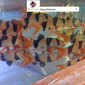 Crown Loach, Aquarium Fish .