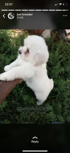 0-1 Month Male Purebred Maltese