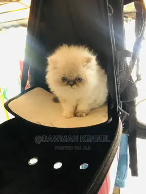 1-3 Month Male Purebred Persian