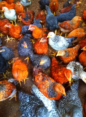 6weeks Improved Kienyeji Chicks Machakos