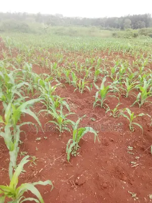 Acre of Land at Mbombo (Maragua)