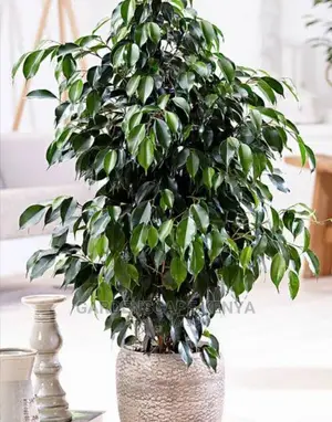 Potted Ficus Benjamina