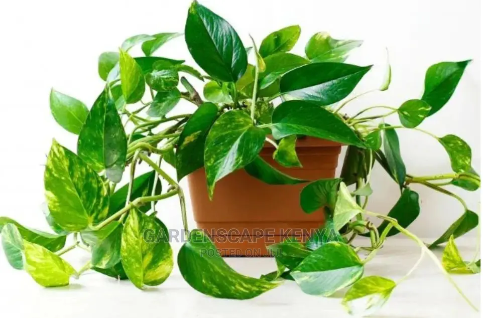 Potted Pothos