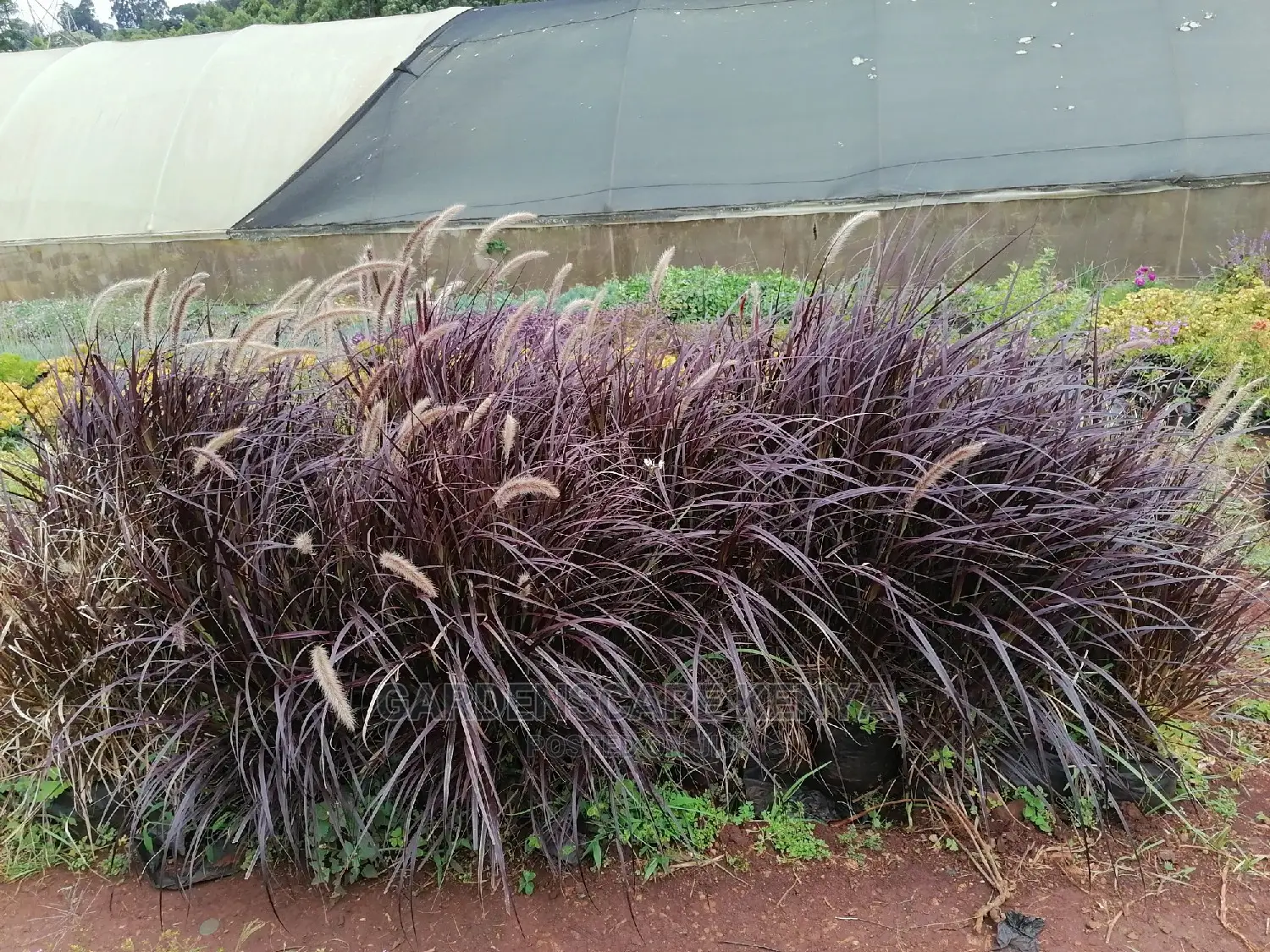 Pampas Grass