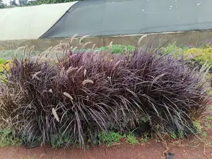 Pampas Grass