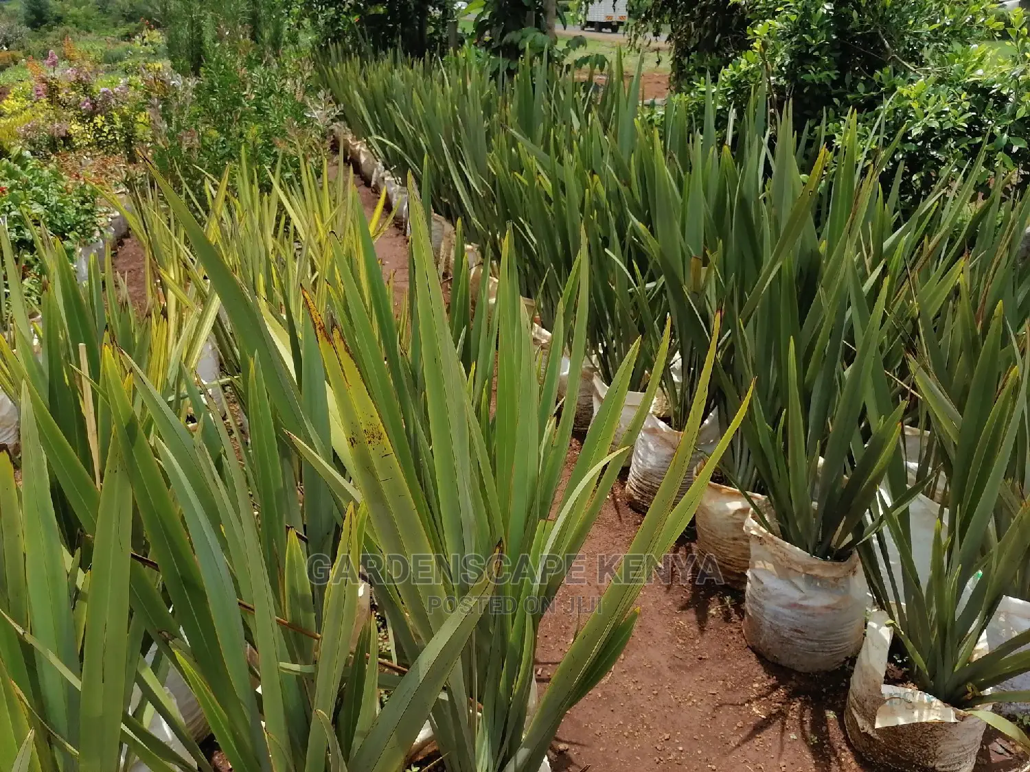 Phormium Plants