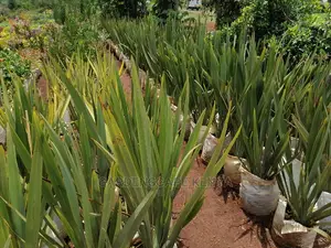 Phormium Plants