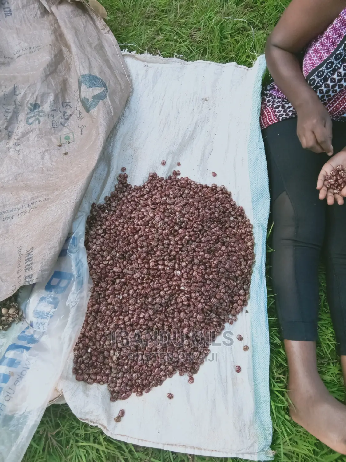 Black Castor Seeds (Jamaican and White