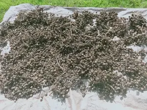 Black Castor Seeds (Jamaican and White