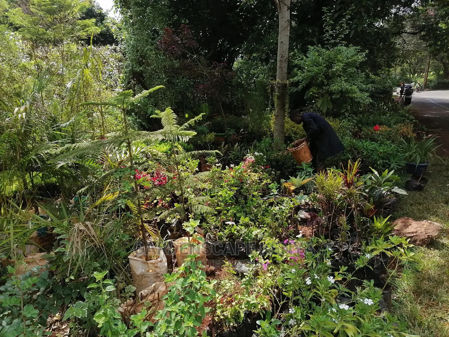 Plants for Sell.