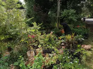 Plants for Sell.