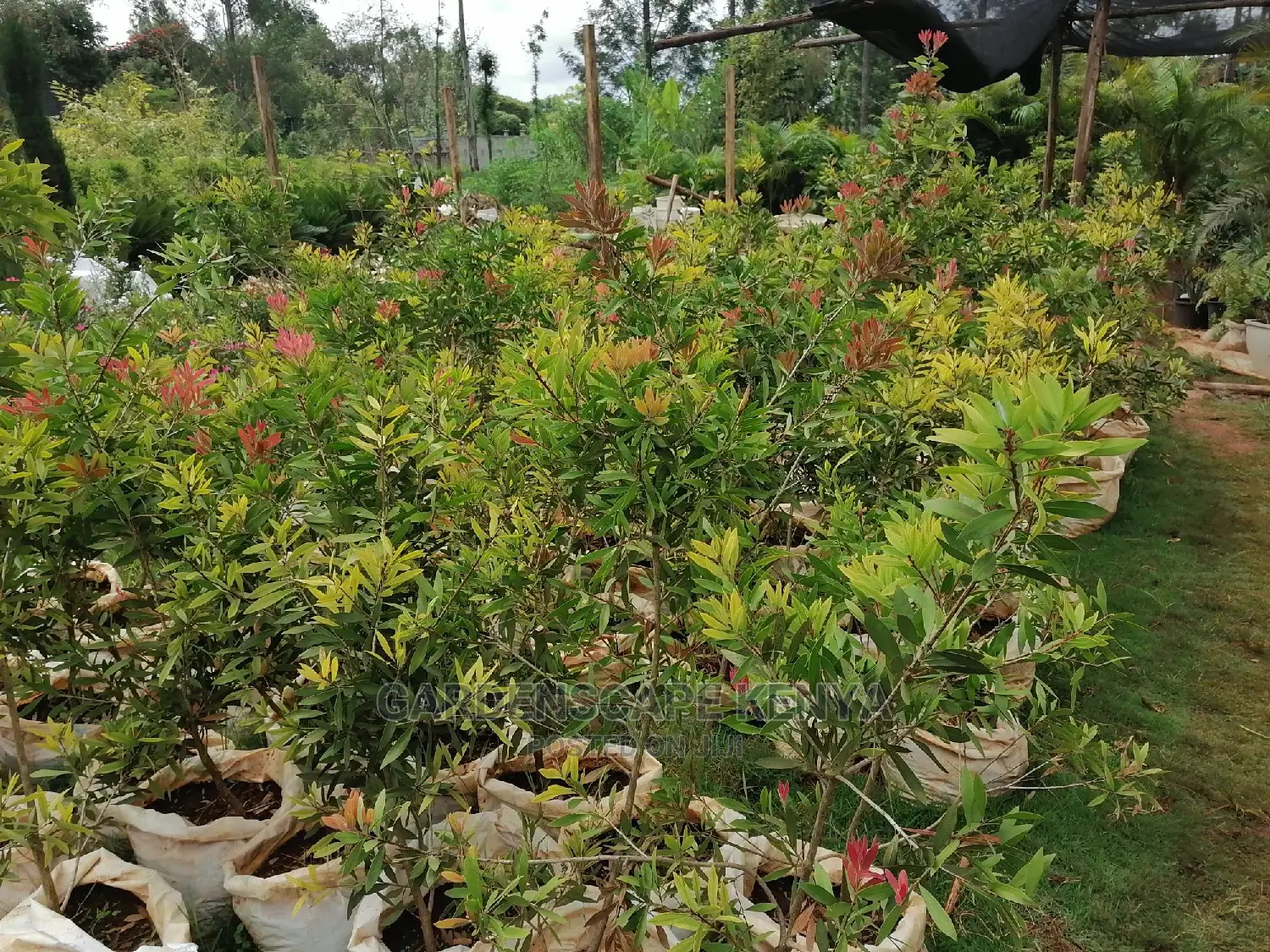 Plants for Sell.