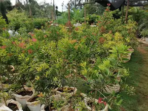 Plants for Sell.