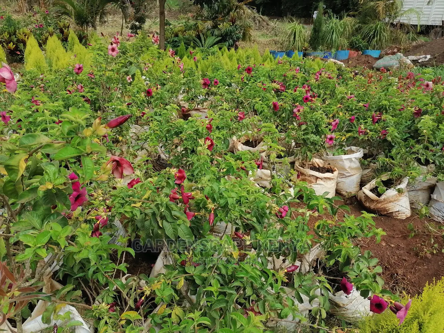 Plants for Sell.