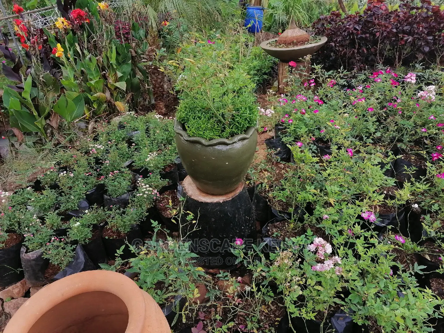 Plants for Sell.