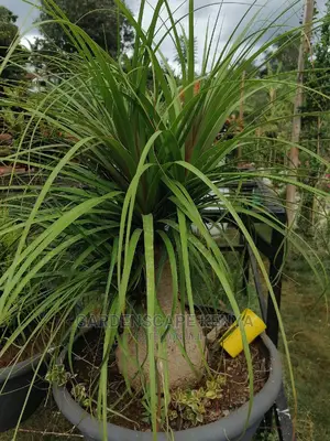 Plants for Sell.