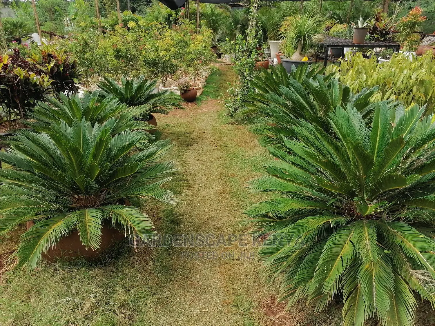 Plants for Sell.