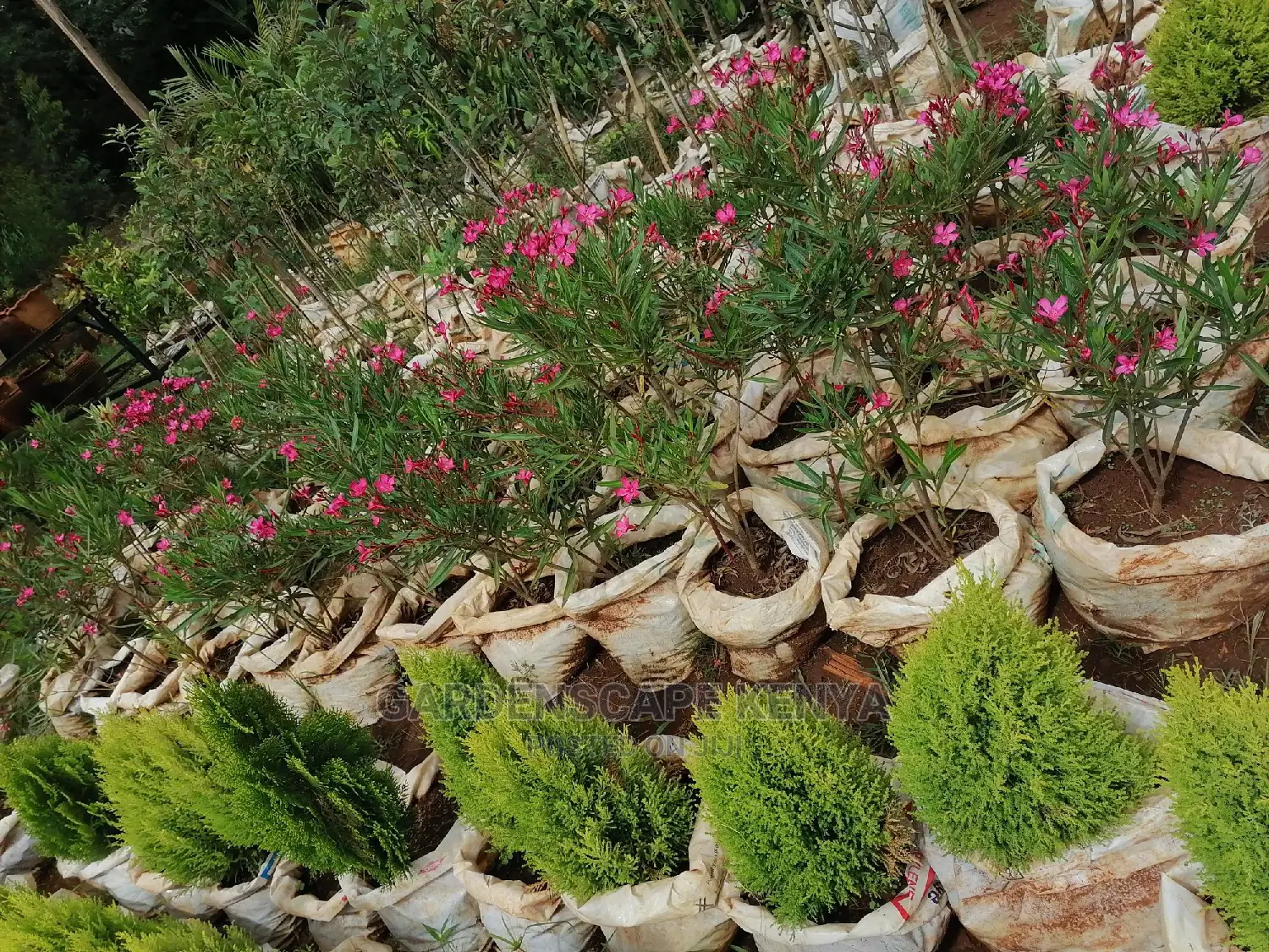 Plants for Sell.
