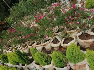 Plants for Sell.
