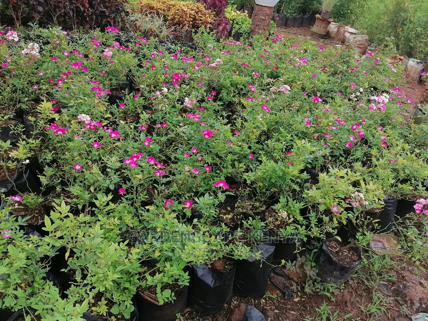 Plants for Sell.