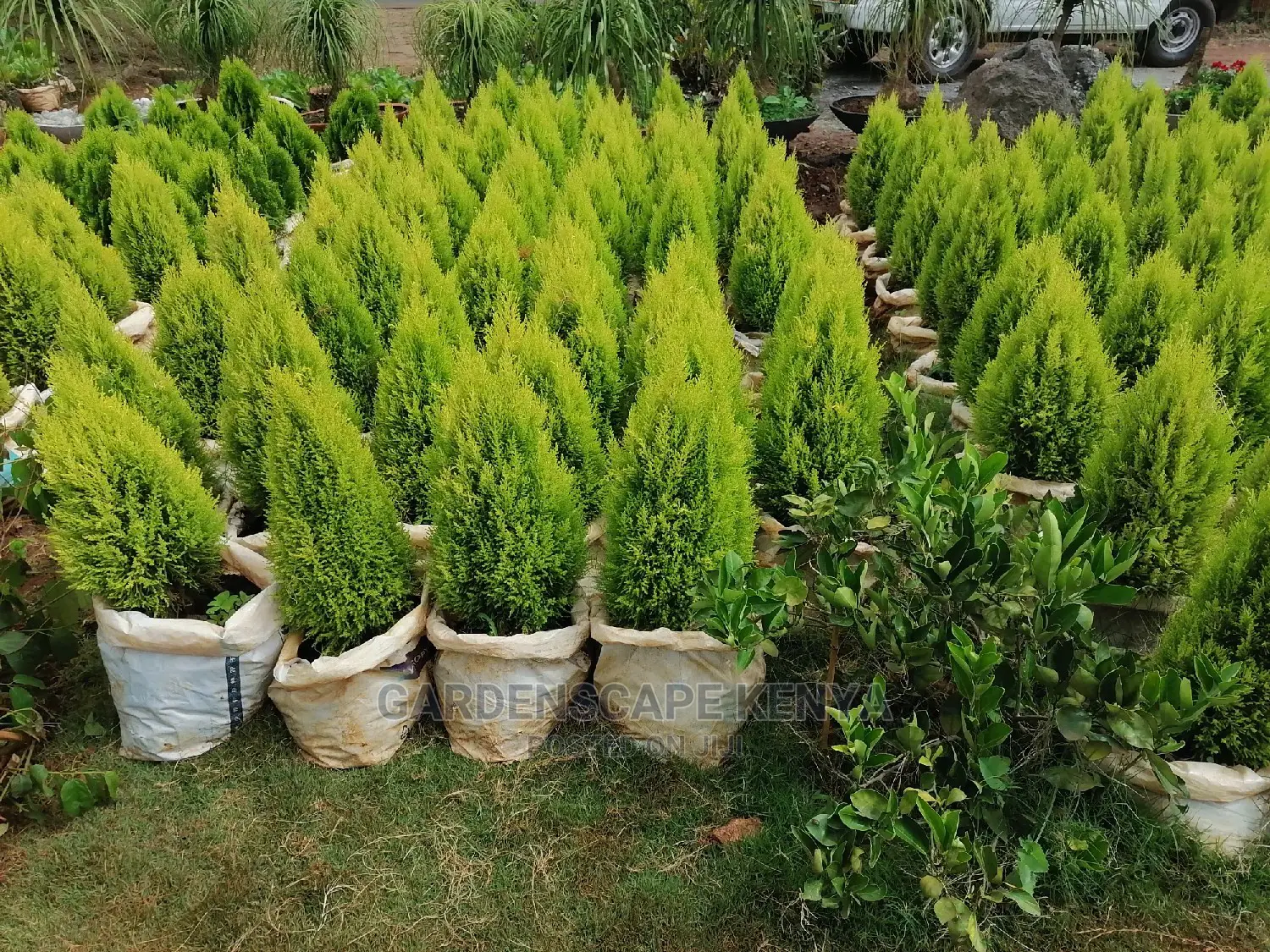 Plants for Sell.
