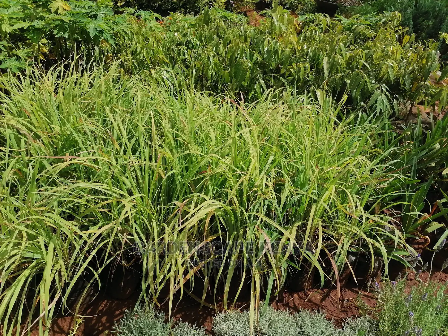 Plants for Sell.