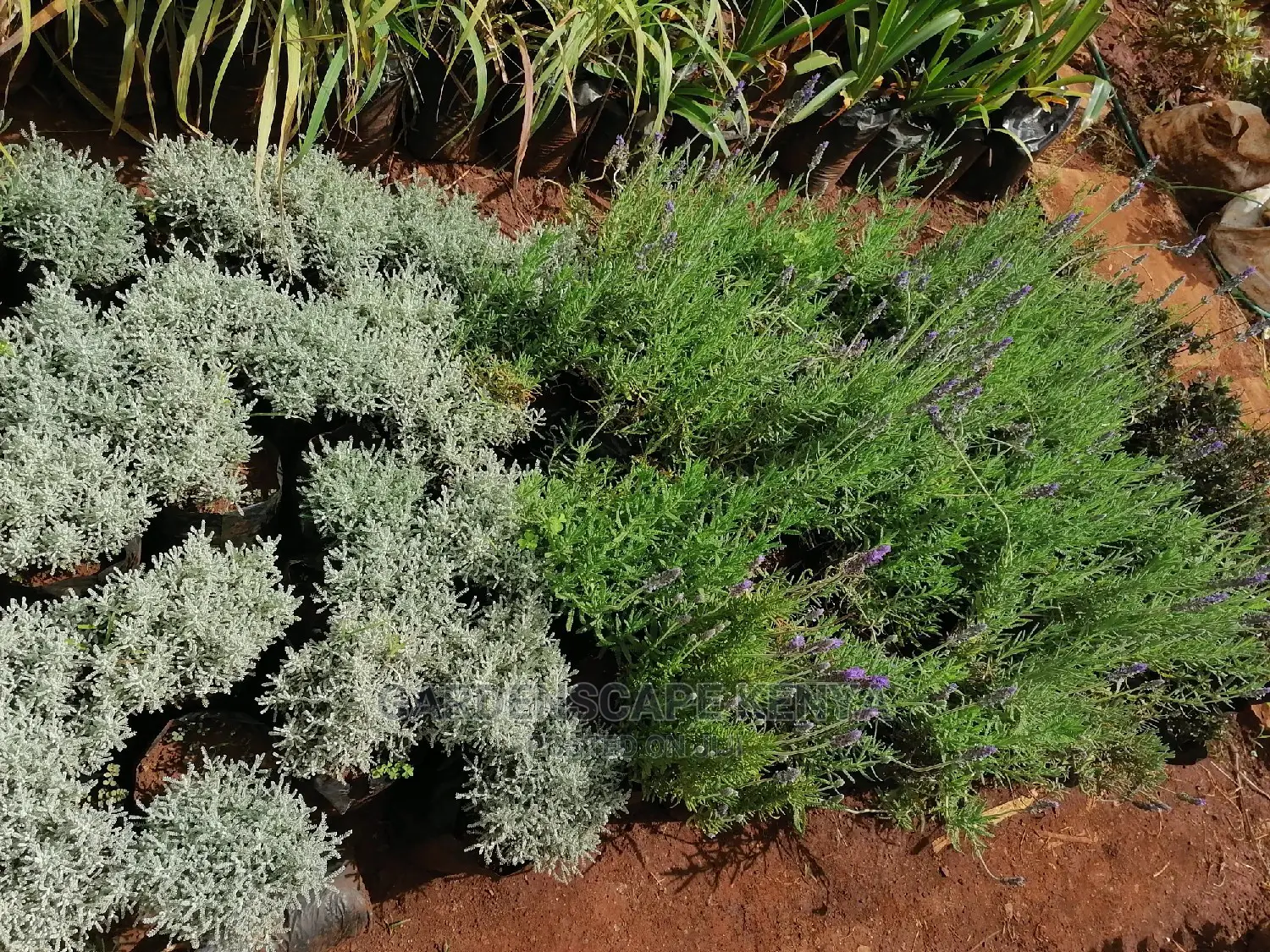 Plants for Sell.