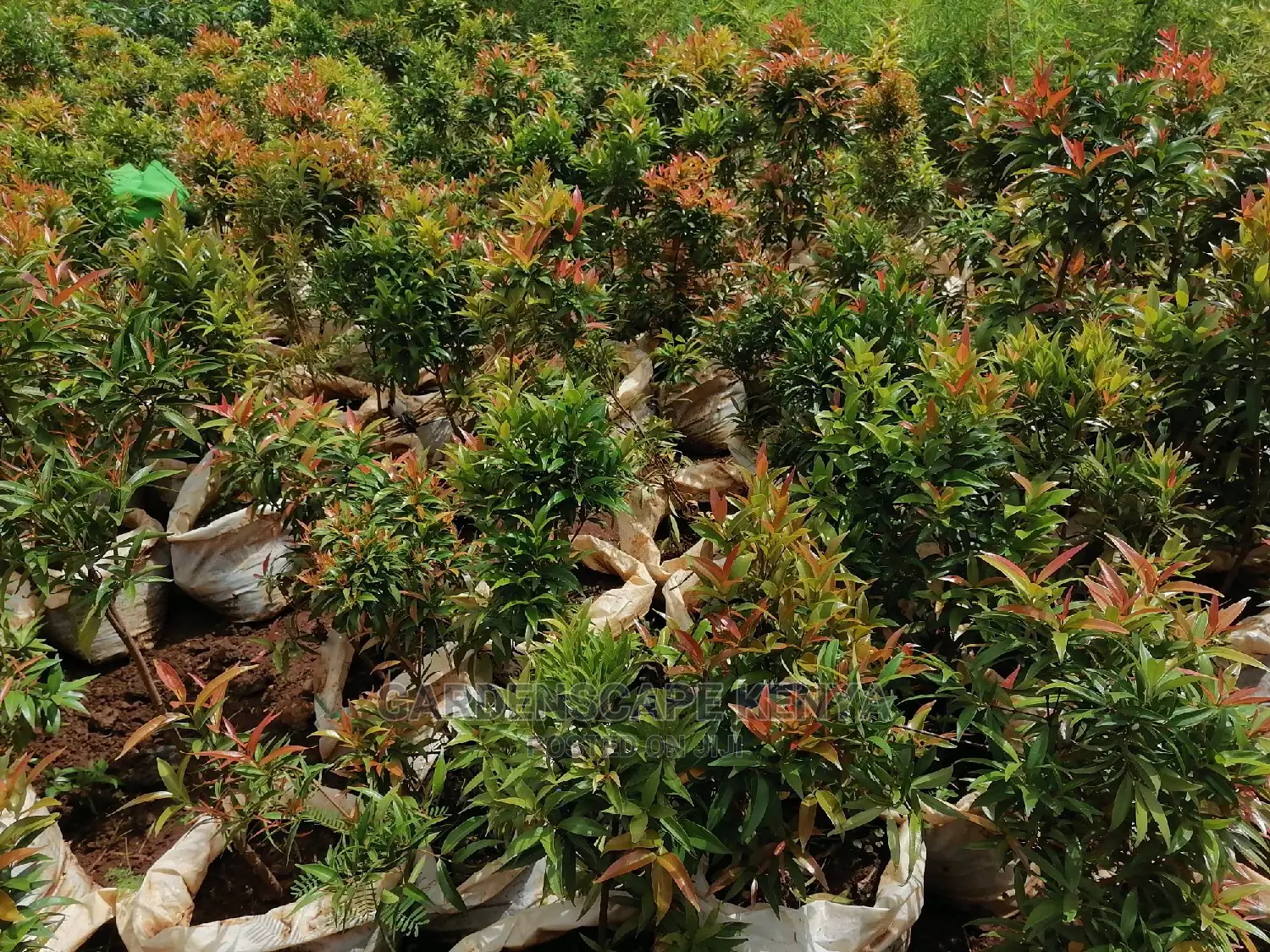 Plants for Sell.